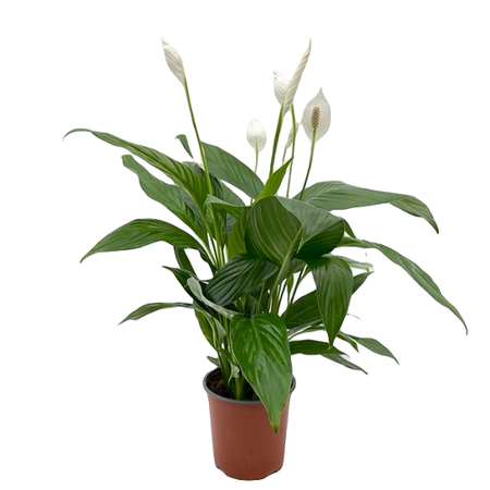 Spathiphyllum  'Bingo Cupido' pot 17 cm