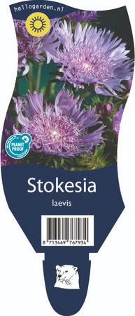 Stokesia laevis