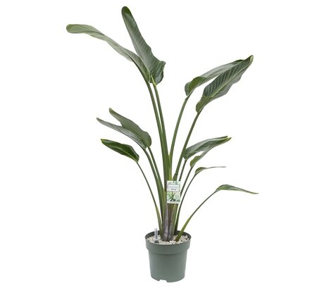 Strelitzia nicolai pot 27 cm met watermeter