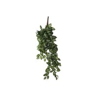 Syngonium hang l54b20h15cm groen