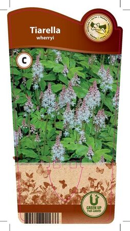 Tiarella wherryi