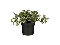 Tradescantia in pot d16h16cm groen