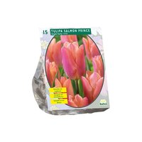 Tulip salmon prince. s vroeg 15st