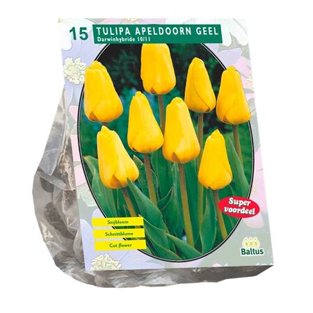 Tulipa apeldoorn geel 15st