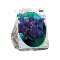 Tulipa blue parrot 12st