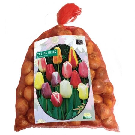 Tulipa darwin mix 75st