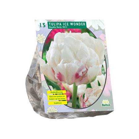 Tulipa dubbel ice wonder 15st