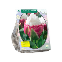 Tulipa ice cream 5st