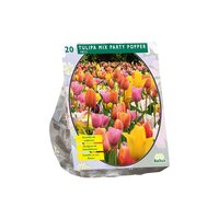 Tulipa mix party popper 20st