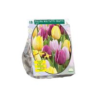 Tulipa mix tutti frutti 18st