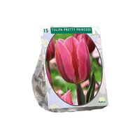 Tulipa pretty princess 15st