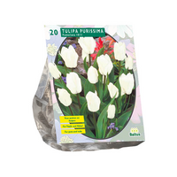 Tulipa purissima fosteriana 20st