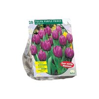 Tulipa purple prince. tr 20st