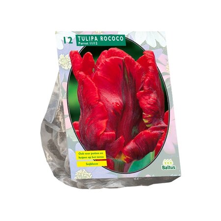 Tulipa rococo parrot 12st