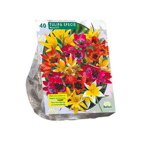 Tulipa species mix 40st