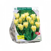 Tulipa spring green 12st