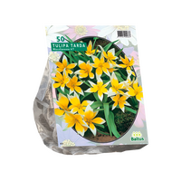 Tulipa tarda 50st