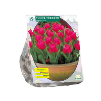 Tulipa toronto. greigii per 15