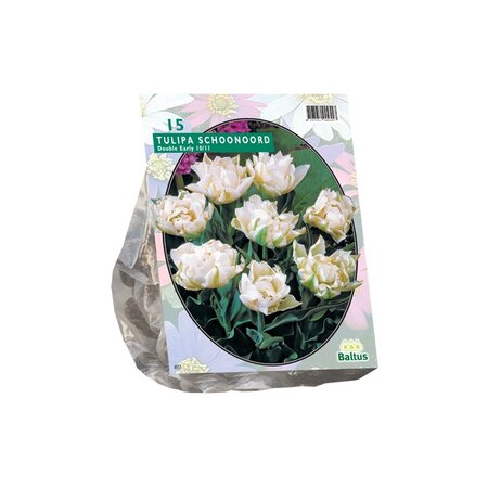 Tulipa white valley 15st