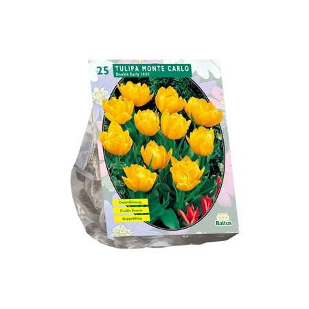 Tulipa yellow pompenette 25st