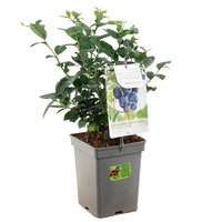 Vaccinium cr. Jersey vp5 - afbeelding 2