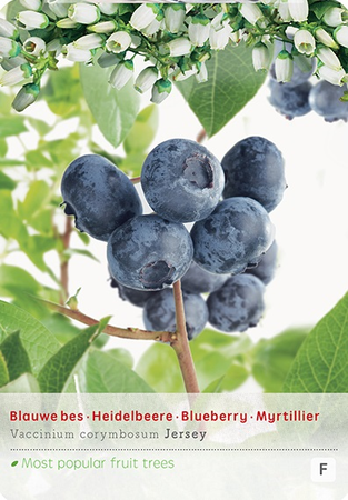 Vaccinium cr. Jersey vp5 - afbeelding 1