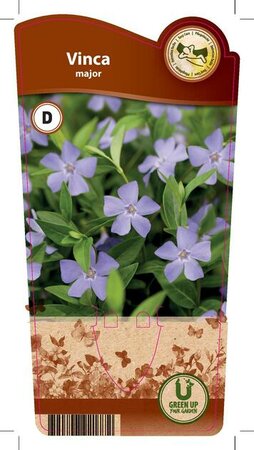 Vinca major