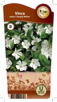 Vinca minor 'Simply White'