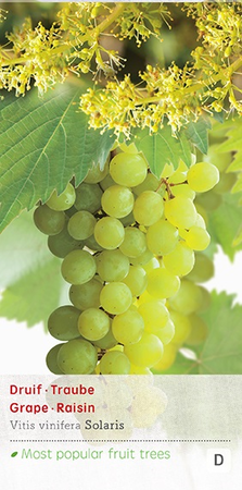 Vitis Solaris c2 - afbeelding 1