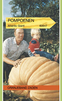 Zaden pompoenen atlantic giant 2.5g - afbeelding 3