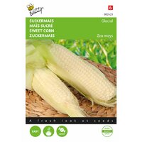Zaden suikermais glacial 20zdn - afbeelding 1