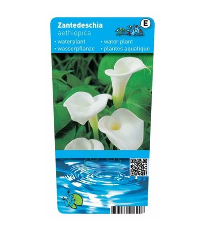 Zantedeschia aethiopica
