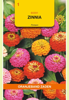 Zinnia pompon mix 1.5g - afbeelding 1