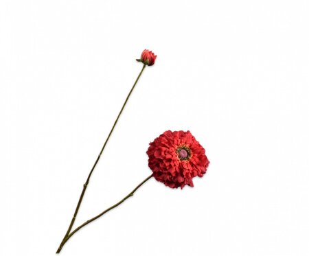 Zinniatak l85cm rood