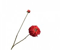 Zinniatak l85cm rood