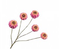 Zinniatak l91cm lavendel/roze